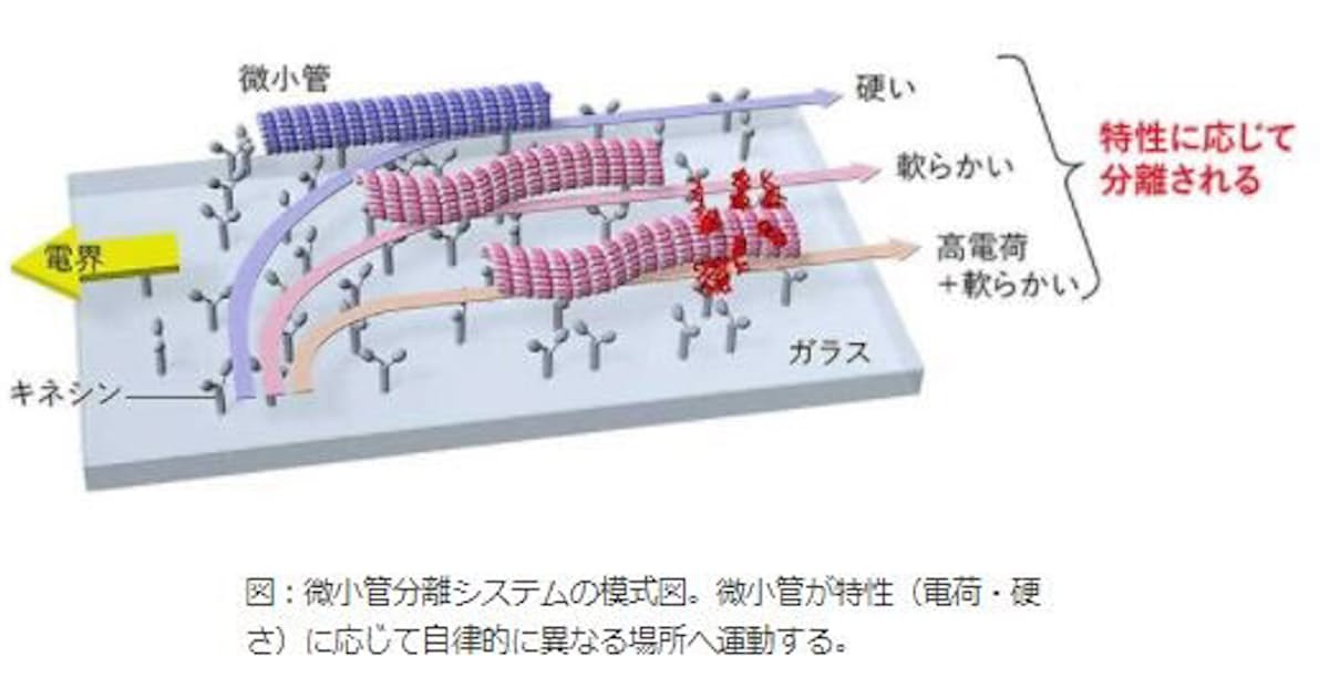 京大 目的地に狙い通りの微小管がたどり着くナノ輸送システムを開発 日本経済新聞 京大 目的地に狙い通りの微小管がたどり着くナノ輸送システムを開発 日本経済新聞