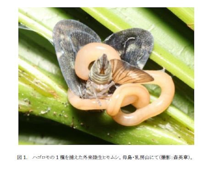 東北大など 世界遺産 小笠原の土壌動物壊滅は意外な生物が原因だったことを解明 日本経済新聞 東北大など 世界遺産 小笠原の土壌動物壊滅は意外な生物が原因だったことを解明 日本経済新聞