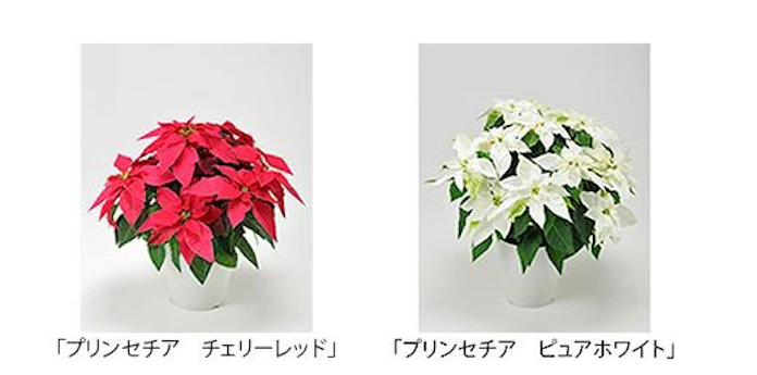 サントリーフラワーズ 鉢物商品 プリンセチア の チェリーレッド と ピュアホワイト を発売 日本経済新聞 サントリーフラワーズ 鉢物商品 プリンセチア の チェリーレッド と ピュアホワイト を発売 日本経済新聞