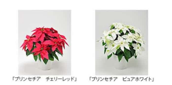 サントリーフラワーズ 鉢物商品 プリンセチア の チェリーレッド と ピュアホワイト を発売 日本経済新聞