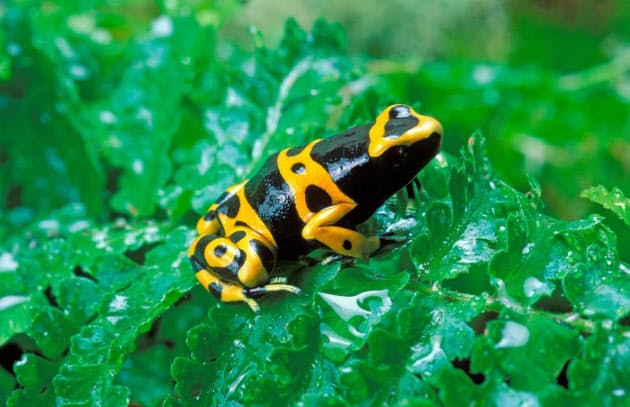 カギは遺伝子のわずかな変異だった 猛毒ガエル なぜ自分の毒に耐えられる 薬に Nikkei Style カギは遺伝子のわずかな変異だった 猛毒ガエル なぜ自分の毒に耐えられる 薬に Nikkei Style