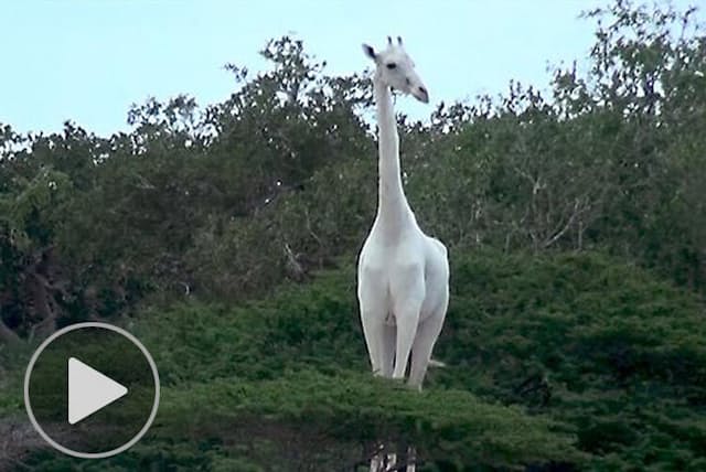 全身が真っ白なキリンの親子 神々しい姿にネット騒然 Nikkei Style 全身が真っ白なキリンの親子 神々しい姿にネット騒然 Nikkei Style