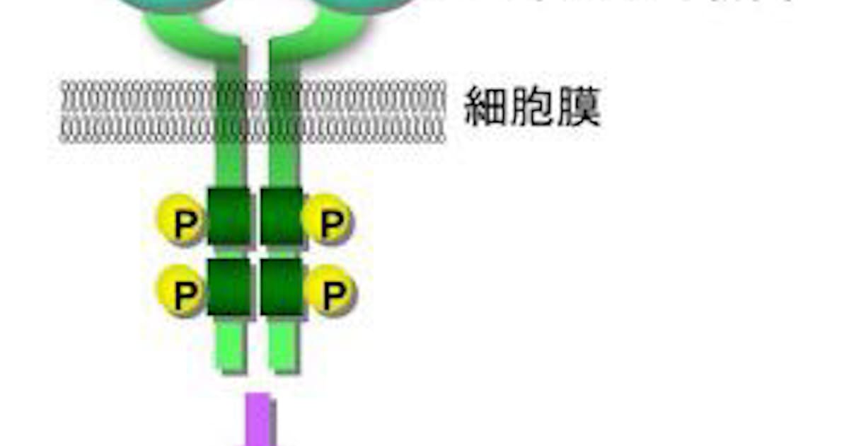 東京工科大 化粧品原料 プラセンタエキス の新たな活性成分を発見 日本経済新聞