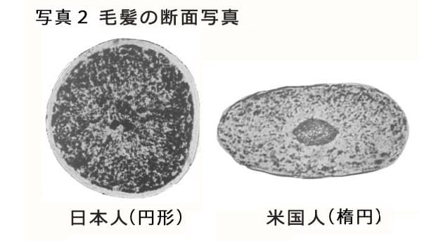 日本人の髪の謎 太くて直毛なのにはワケがある Nikkei Style 日本人の髪の謎 太くて直毛なのにはワケがある Nikkei Style