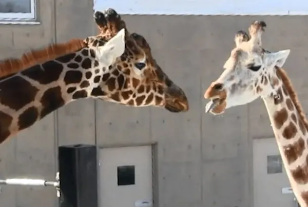 雪あかりの動物園 冬の飼育は過保護 Nikkei Style 雪あかりの動物園 冬の飼育は過保護 Nikkei Style