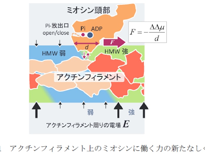 東北大 筋収縮の力の起源に迫る新たな分子間力を提示 日本経済新聞 東北大 筋収縮の力の起源に迫る新たな分子間力を提示 日本経済新聞