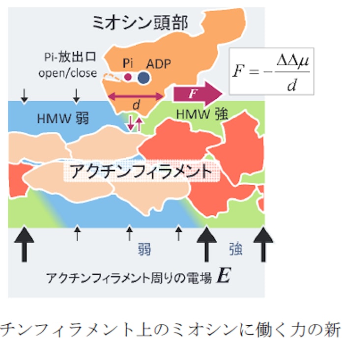 東北大 筋収縮の力の起源に迫る新たな分子間力を提示 日本経済新聞 東北大 筋収縮の力の起源に迫る新たな分子間力を提示 日本経済新聞