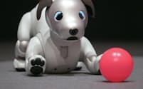 ソニーが12年ぶりに市場投入するイヌ型ロボット「aibo」（写真:加藤康）
