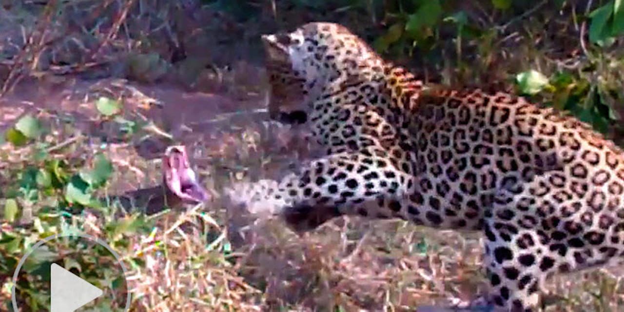 激闘 ヒョウvs巨大ニシキヘビ 一進一退の攻防戦 Nikkei Style 激闘 ヒョウvs巨大ニシキヘビ 一進一退の攻防戦 Nikkei Style