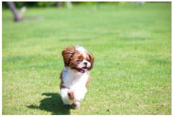 ヒルトン小田原リゾート スパ ワンちゃんと一緒にホテルステイができる ドッグフレンドリープラン を販売開始 日本経済新聞