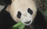 写真1　来日したパンダ。オスは2005年8月生まれで、2011年1月時点の体重は135kg（写真:東京都）