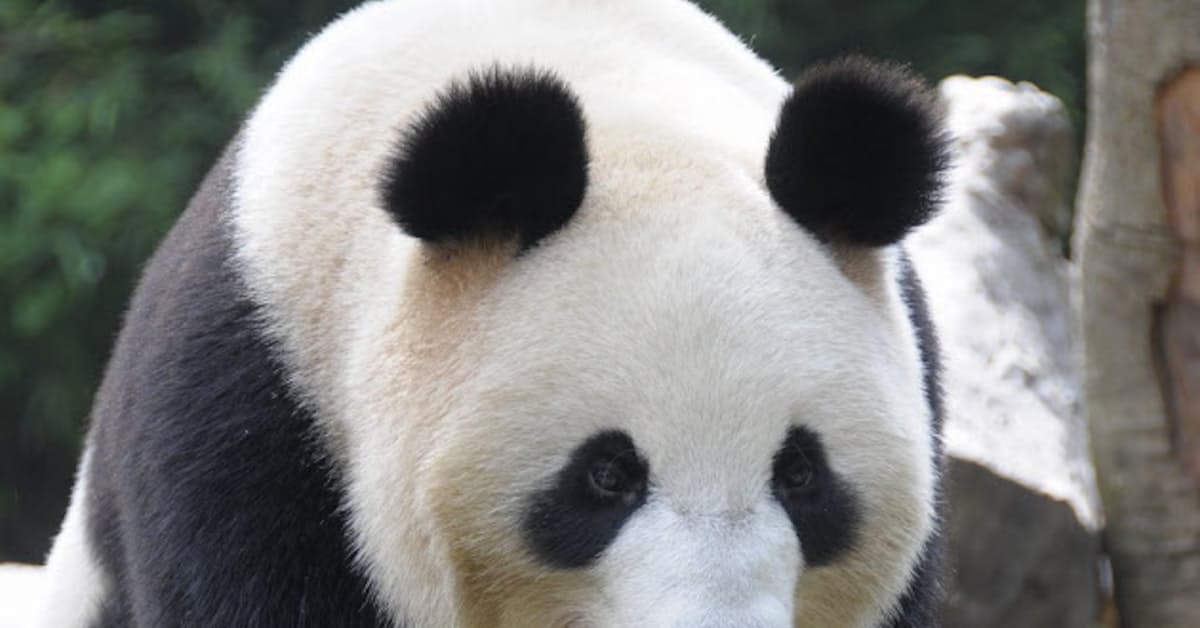 新装パンダ舎は繁殖や観客の見やすさに配慮 日本経済新聞