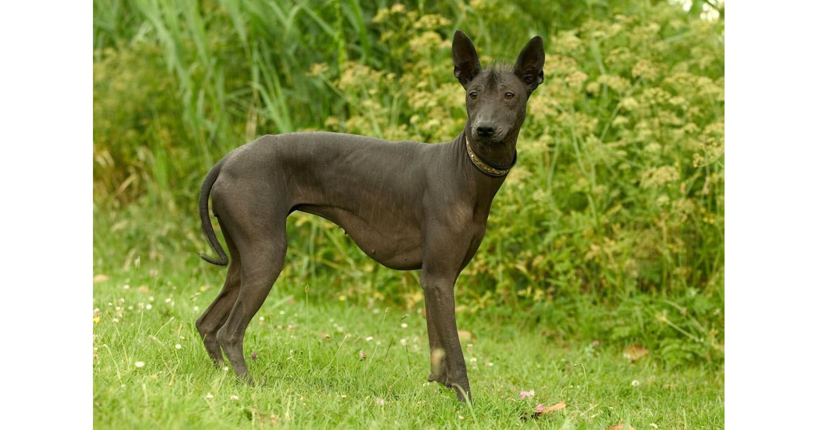 3500年続く古代の犬種 ショロ 絶滅寸前から復活 Nikkei Style