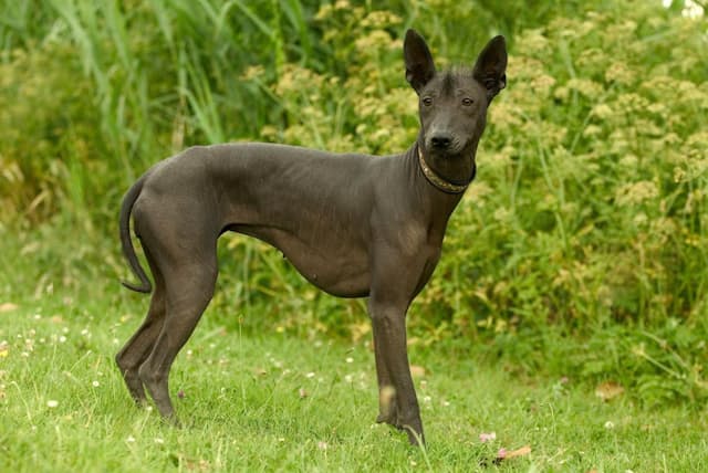 3500年続く古代の犬種 ショロ 絶滅寸前から復活 Nikkei Style 3500年続く古代の犬種 ショロ 絶滅寸前から復活 Nikkei Style