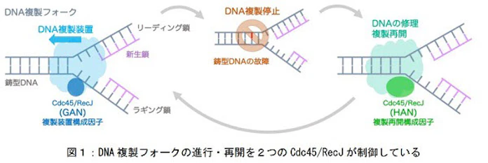日本経済新聞