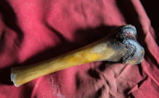 チベットの洞窟で発見された、イエティのものとされる大腿骨。(PHOTOGRAPH BY ICON FILMS LTD）