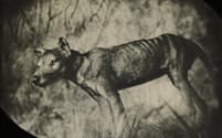 タスマニアタイガーとも呼ばれるフクロオオカミ。1930年代に飼育下最後の1頭が死に、1980年代に絶滅宣言された。（TAXIDERMIC SPECIMEN, AMERICAN MUSEUM OF NATURAL HISTORY, NEW YORK）