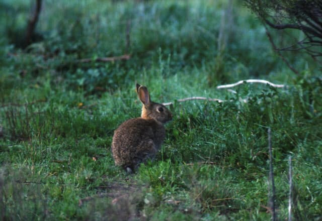 24匹が8億匹に増殖 ウサギで豪大陸を侵略した男 Nikkei Style 24匹が8億匹に増殖 ウサギで豪大陸を侵略した男 Nikkei Style