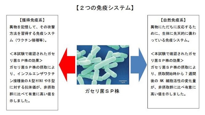 雪印メグミルク ガセリ菌sp株の摂取によりインフルエンザウイルスに対する防御機能が高まることをヒト試験で確認 日本経済新聞
