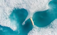 カナダ、ヌナブト準州のアークティック・ベイで、氷から氷へ渡るホッキョクグマ（Photograph by Florian Ledoux）