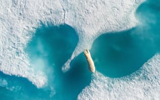 カナダ、ヌナブト準州のアークティック・ベイで、氷から氷へ渡るホッキョクグマ（Photograph by Florian Ledoux）