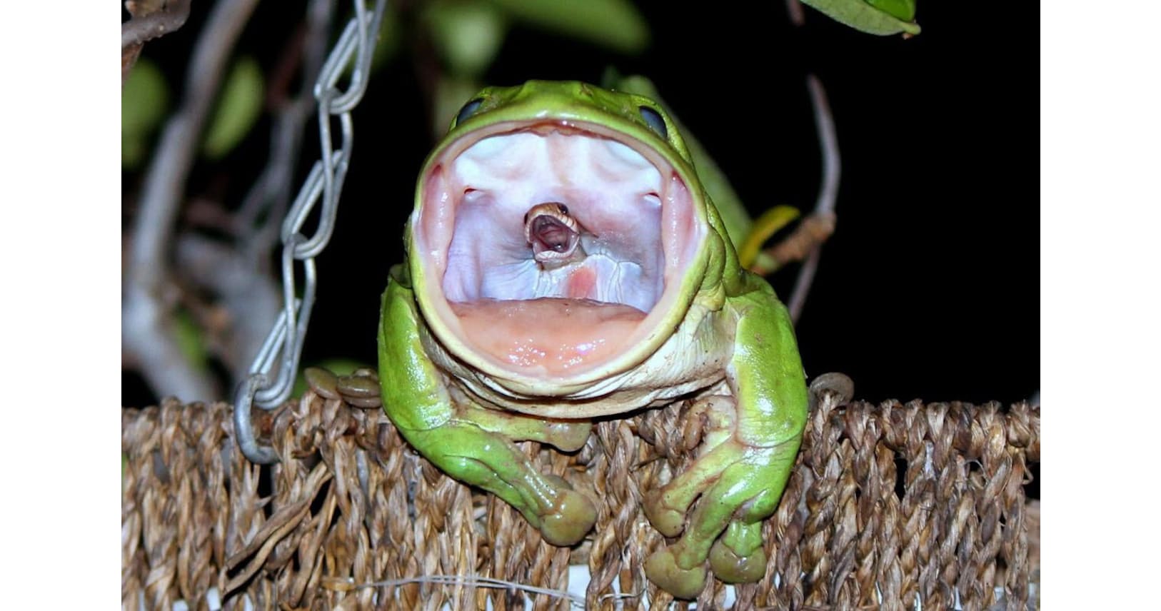 カエルがヘビを丸のみ ネットの衝撃写真 撮影秘話 Nikkei Style