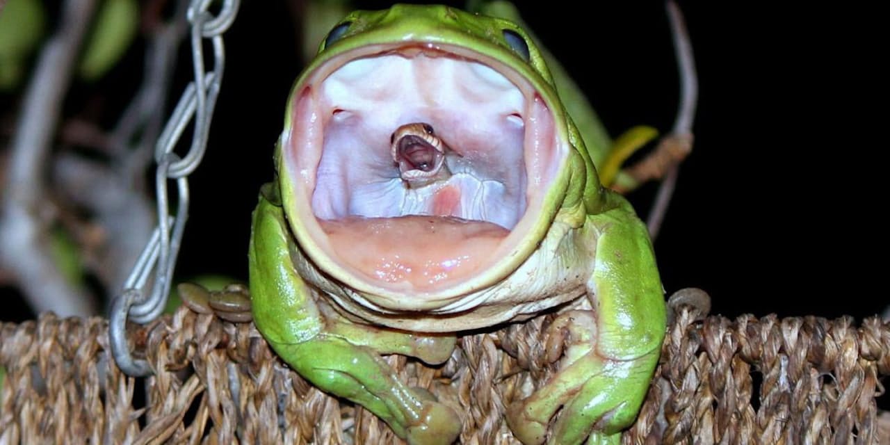 カエルがヘビを丸のみ ネットの衝撃写真 撮影秘話 Nikkei Style カエルがヘビを丸のみ ネットの衝撃写真 撮影秘話 Nikkei Style