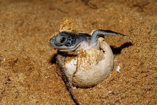 甲羅の上の多彩な面々 甲羅の上の 世界 ウミガメの背に10万もの生物 Nikkei Style 甲羅の上の多彩な面々 甲羅の上の 世界 ウミガメの背に10万もの生物 Nikkei Style
