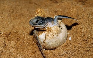 ビーチでふ化したばかりの赤ちゃんウミガメ。（Photograph by Jason Edwards, National Geographic Creative）