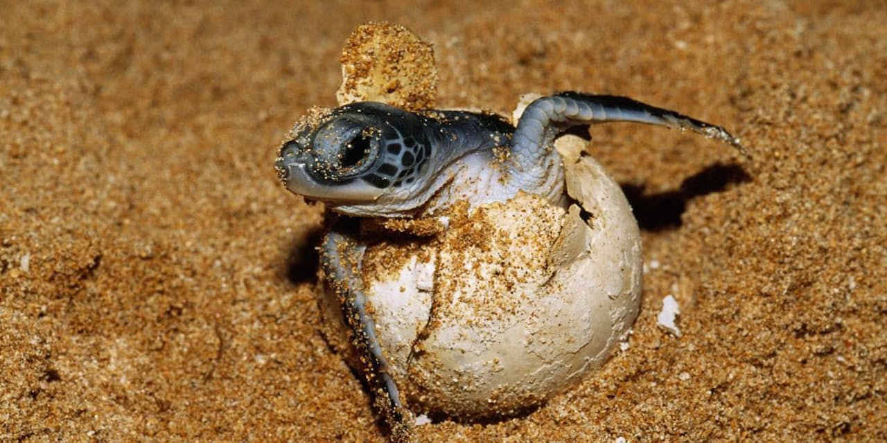 ウミガメの99 がメスに 豪で深刻 海水温の上昇 Nikkei Style ウミガメの99 がメスに 豪で深刻 海水温の上昇 Nikkei Style