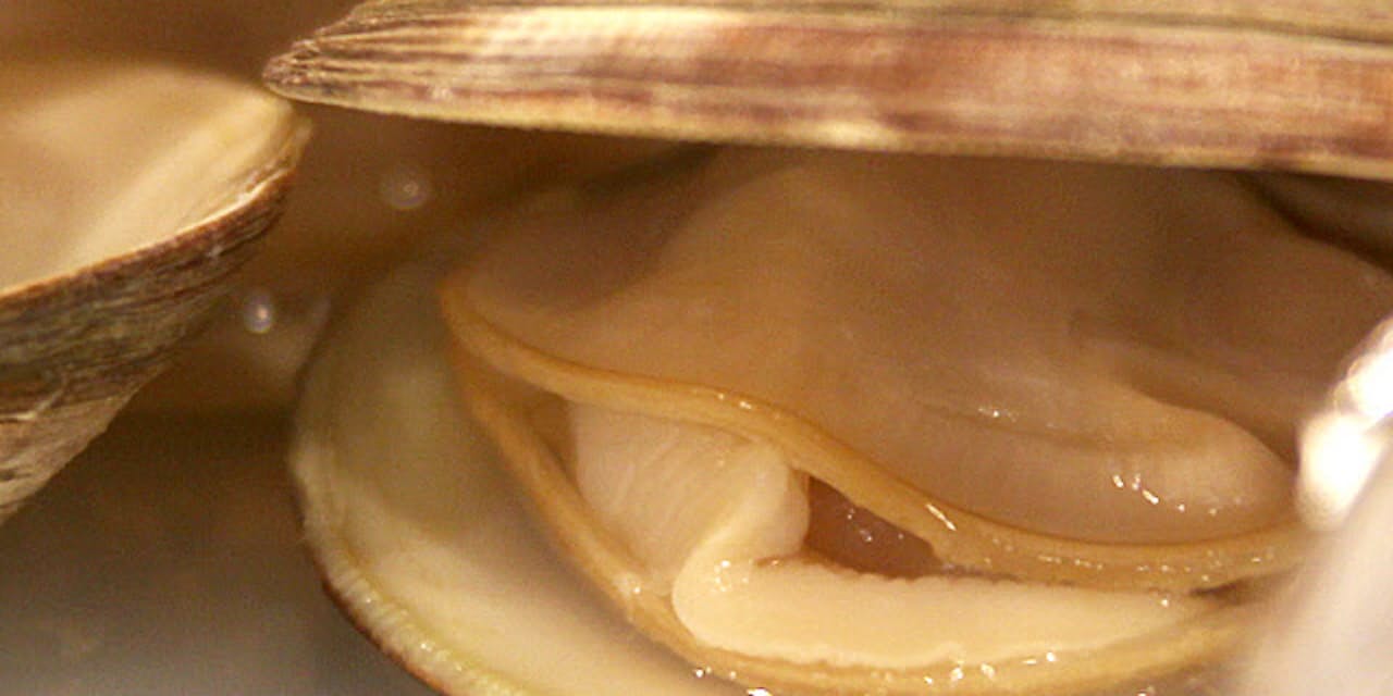 ハマグリ アサリ シジミ うまみの競演 台湾の海鮮 Nikkei Style ハマグリ アサリ シジミ うまみの競演 台湾の海鮮 Nikkei Style