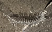 多毛類（ゴカイ類）の新種「Kootenayscolex barbarensis」の化石。環形動物門というグループに含まれる（PHOTOGRAPH BY DR. JEAN-BERNARD CARON/ROYAL ONTARIO MUSEUM）