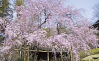 レストラン前庭に咲く枝垂桜は見事