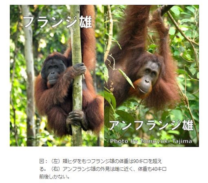 京大 東邦大など 弱いオランウータンの雄は第一子の父親になることを解明 日本経済新聞