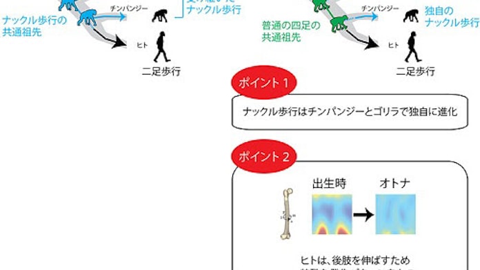 京大など ヒトは 普通の四足 の類人猿から進化したことを裏付け 日本経済新聞 京大など ヒトは 普通の四足 の類人猿から進化したことを裏付け 日本経済新聞