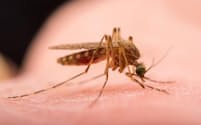 血を吸う蚊（Photograph by Joel Sartore, National Geographic Creative）