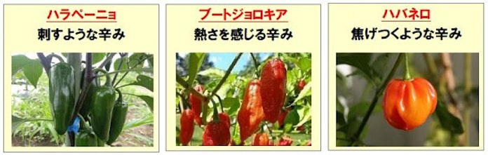 エスビー食品 ハラペーニョ ブートジョロキア ハバネロ配合の激辛唐辛子 燃辛唐辛子 を発売 日本経済新聞 エスビー食品 ハラペーニョ ブートジョロキア ハバネロ配合の激辛唐辛子 燃辛唐辛子 を発売 日本経済新聞