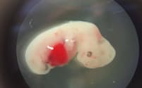 発生の初期にヒト細胞を注入され、4週が過ぎたブタの胚。2017年初頭に大きな話題を呼んだ研究は現在、ヒツジを使った実験を行う段階まで進んでいる（PHOTOGRAPH COURTESY JUAN CARLOS IZPISUA BELMONTE）