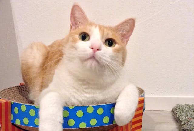 愛するペットの終活を考える人が増えている 愛するペットの終活を考える人が増えている