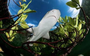 レモンザメは、最初の2～7年を安全なマングローブの森の近くで過ごす。メスのサメは、出産のために同じ場所に戻ってくるので、マングローブの入り江は一つひとつがとても重要だ（PHOTOGRAPH BY SHANE GROSS, NATIONAL GEOGRAPHIC YOUR SHOT）