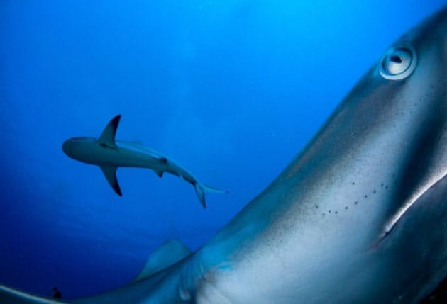 サメに超接近 圧巻の水中写真が海の大切さ訴える Nikkei Style サメに超接近 圧巻の水中写真が海の大切さ訴える Nikkei Style