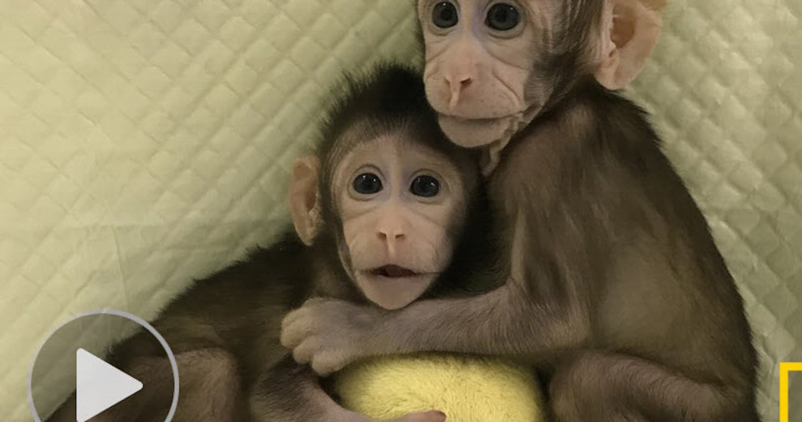 サルのクローン誕生 霊長類で初 ヒトへの応用は Nikkei Style