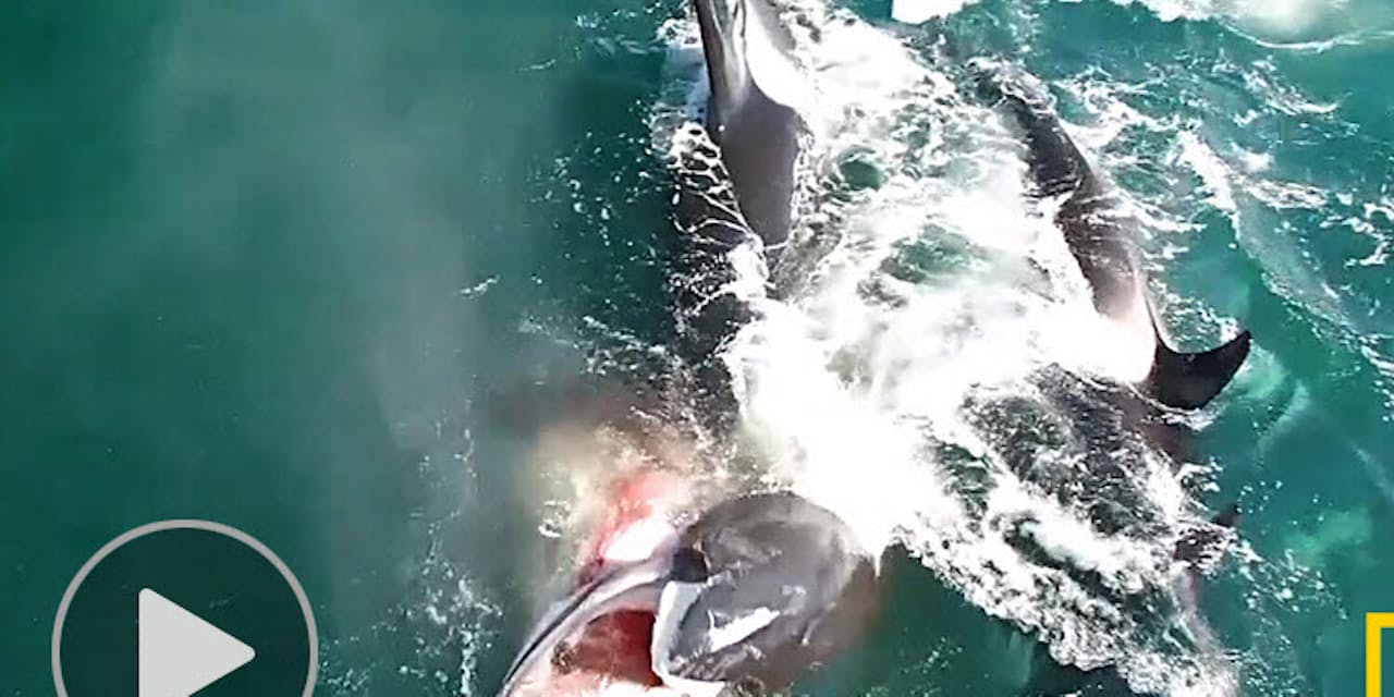 シャチ集団がクジラを襲撃 殺し屋 の圧倒的な強さ ナショジオ Nikkei Style