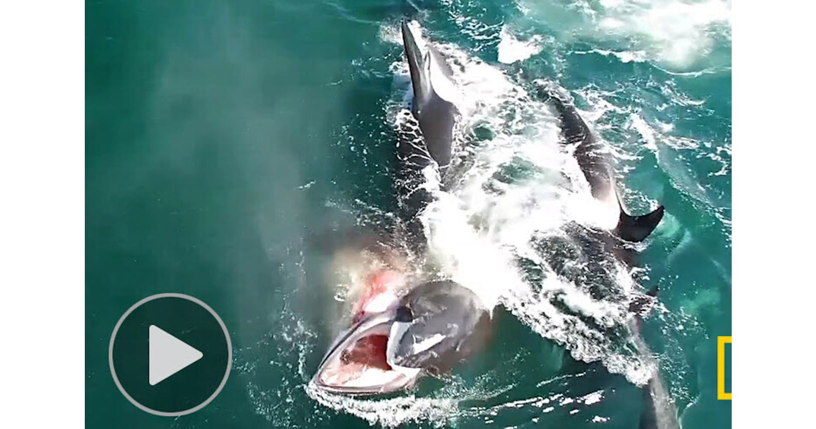 シャチ集団がクジラを襲撃 殺し屋 の圧倒的な強さ Nikkei Style シャチ集団がクジラを襲撃 殺し屋 の圧倒的な強さ Nikkei Style