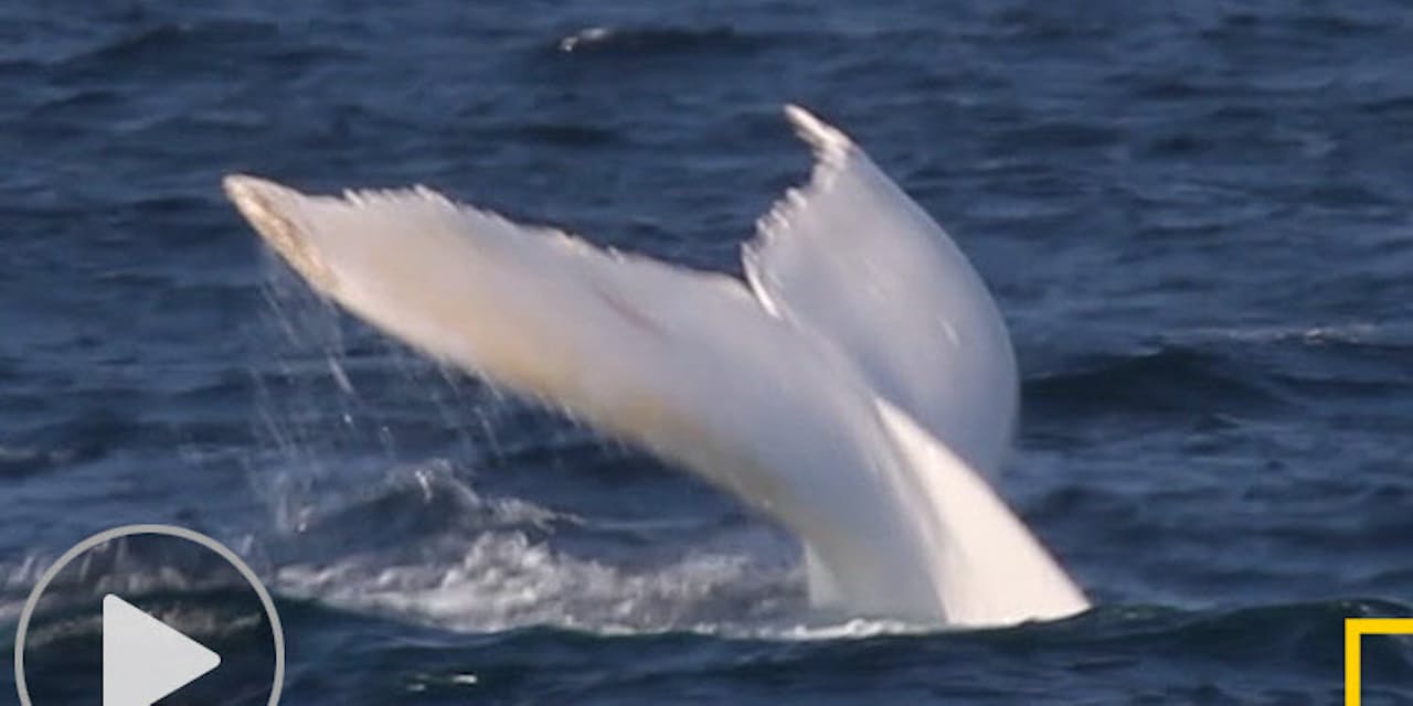 まさに白鯨 全身が真っ白のザトウクジラ 貴重映像 Nikkei Style まさに白鯨 全身が真っ白のザトウクジラ 貴重映像 Nikkei Style