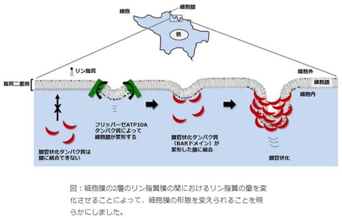京大 リン脂質の移動によって細胞膜が変形するメカニズムを解明 日本経済新聞