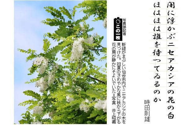 アカシア の歌 短歌一口講座 ニセアカシア Nikkei Style アカシア の歌 短歌一口講座 ニセアカシア Nikkei Style