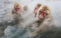 地獄谷温泉でくつろぐニホンザル（PHOTOGRAPH BY JASPER DOEST, MINDEN PICTURES/NATIONAL GEOGRAPHIC CREATIVE）