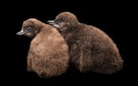 2羽のコガタペンギン（Eudyptula minor）の雛。茶色くやわらかい羽毛が生えている。コガタペンギンは夜行性で、人間が住む場所の近くに巣を作ることも多い（PHOTOGRAPH BY JOEL SARTORE, NATIONAL GEOGRAPHIC PHOTO ARK）