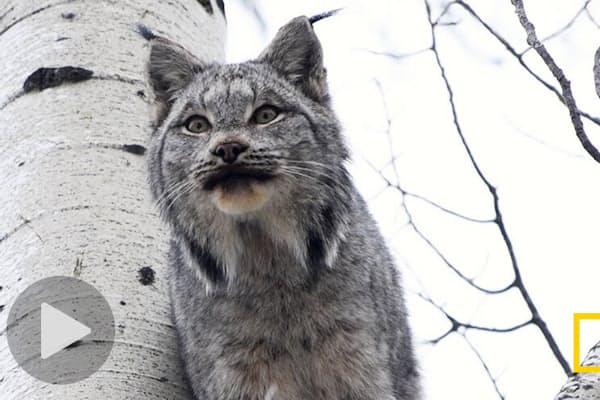 ジャガーとの対決 オオカワウソが圧勝した理由 Nikkei Style ジャガーとの対決 オオカワウソが圧勝した理由 Nikkei Style